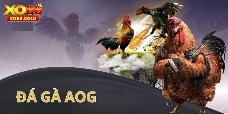 Một vài kinh nghiệm chơi cá cược tại AOG đá gà