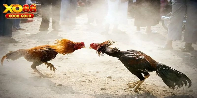 Quy định chung của giải đá gà C1 hiện đang áp dụng