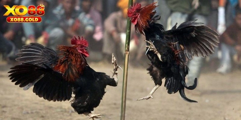 Trực Tiếp Đá Gà XO88 – Mang Lại Trải Nghiệm Tuyệt Vời