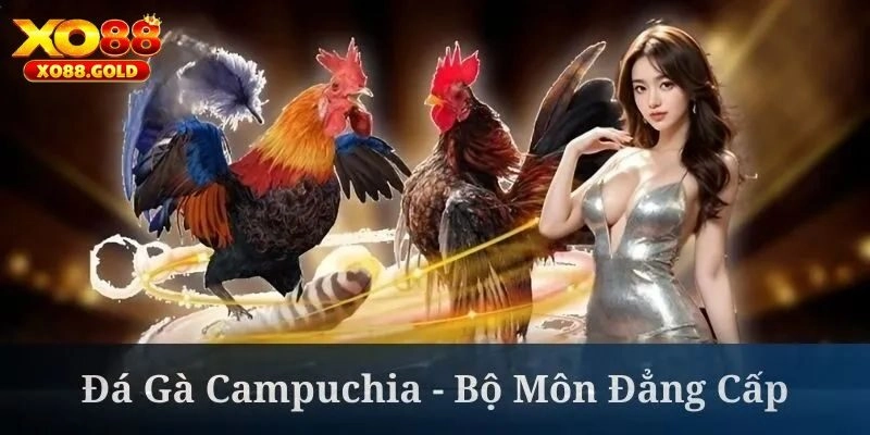 Đá gà Campuchia hôm nay và ưu điểm khi tham gia tại XO88