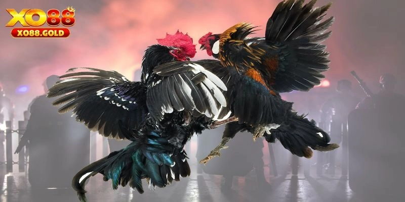 Đá gà tre và giới thiệu tổng quan