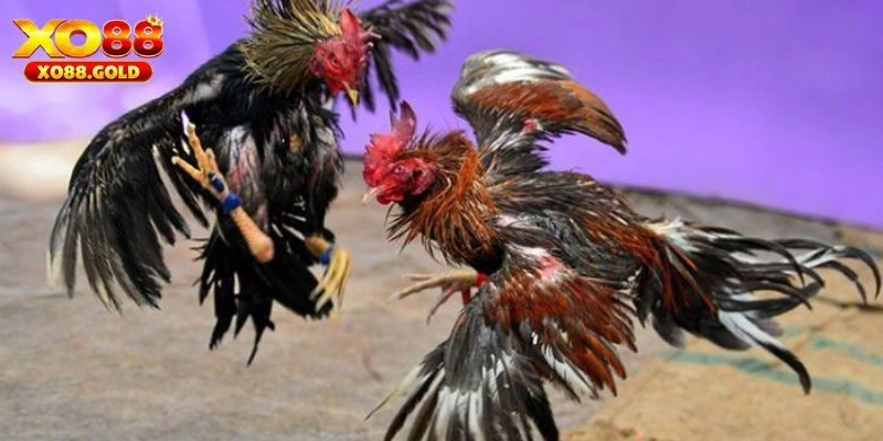 Xem ngày đá gà theo mùa