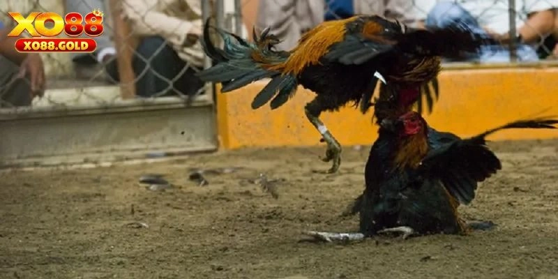 Tìm hiểu một số dòng giống đá gà Mỹ nổi bật