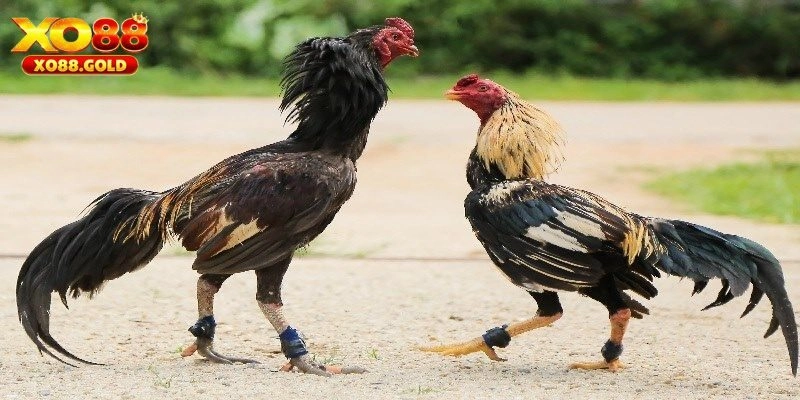 Lý do gì khiến đá gà tre được sư kê lựa chọn?