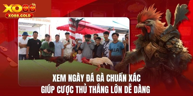 Xem Ngày Đá Gà Chuẩn Theo Hướng Dẫn Chuyên Gia XO88